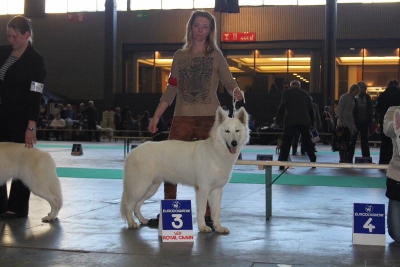 CH. Hatchi Du Moulin De Beuvry - 3EME EXCELLENT