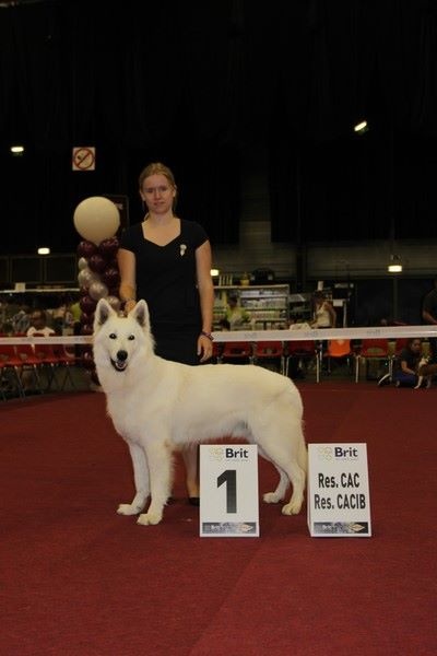 CH. Hatchi Du Moulin De Beuvry - 1er Exc RCACS RCACIB