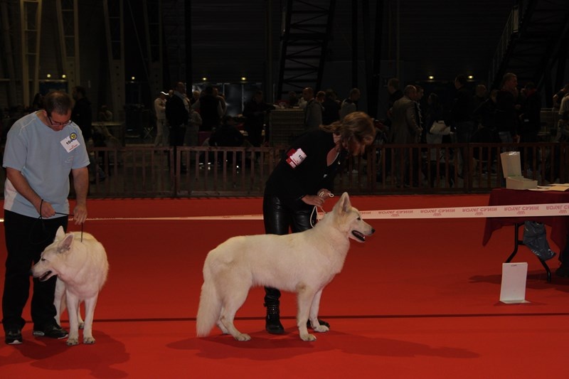 CH. Hatchi Du Moulin De Beuvry - 1er Excellent