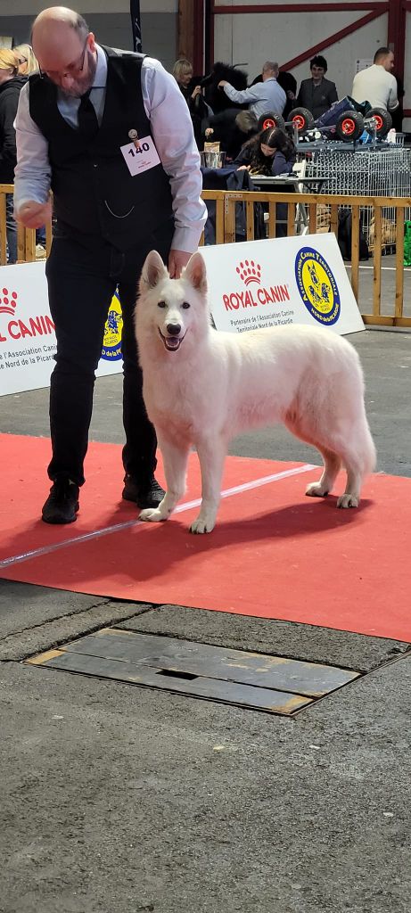 Topaz the precious stone Du Moulin De Beuvry - 1er Exc CACS BOS