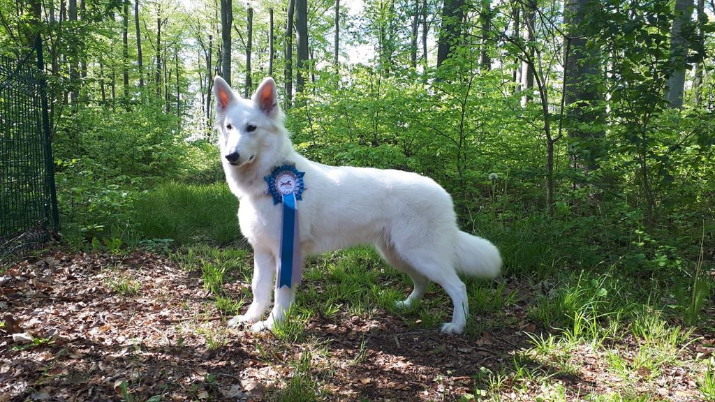 CH. Nice white nova Du Moulin De Beuvry - 1er Exc CACL