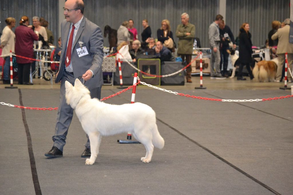 CH. Nice white nova Du Moulin De Beuvry - 1er Exc Meilleur Jeune Femelle et Meilleur Jeune