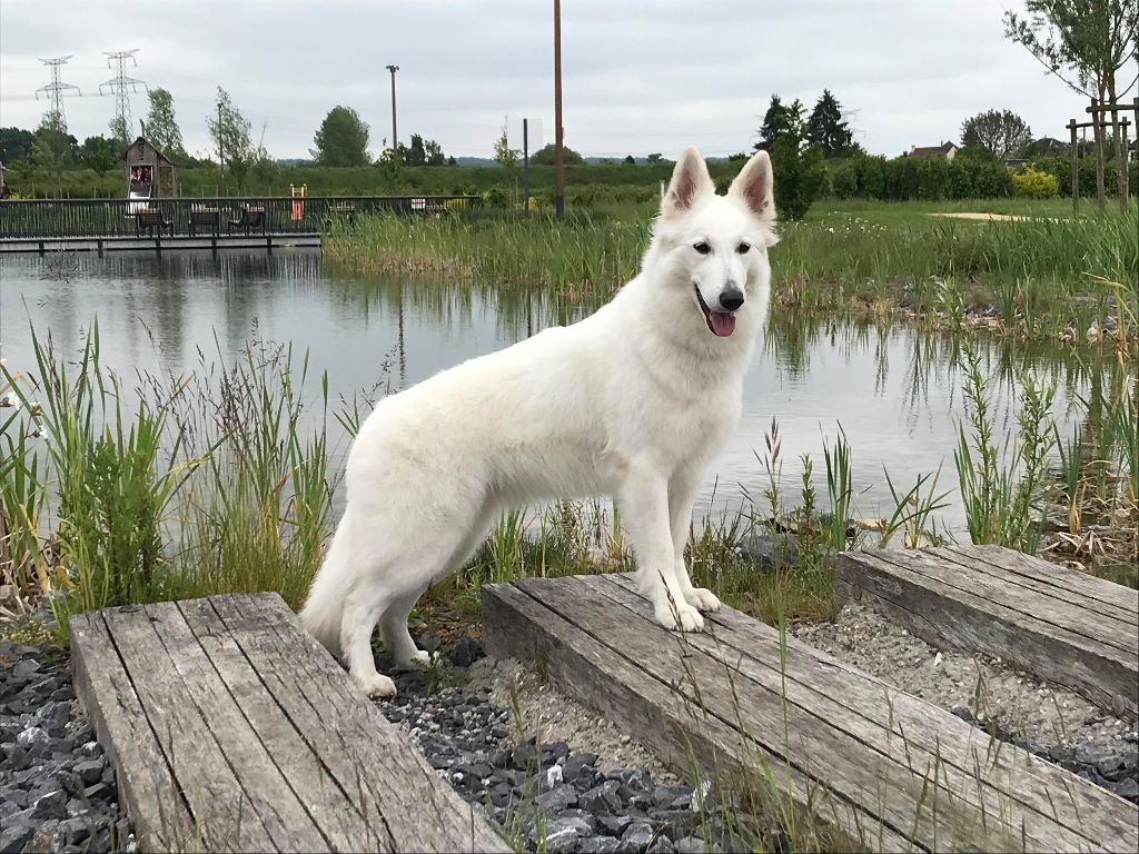 CH. Nice white nova Du Moulin De Beuvry - 1er Exc CACS BOB