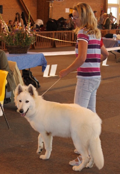 CH. Hatchi Du Moulin De Beuvry - Trés Prometteur