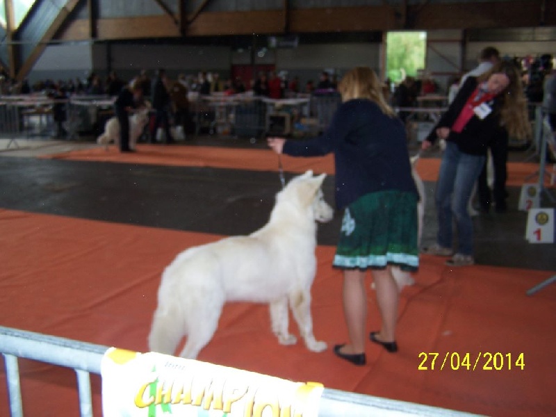 CH. Hatchi Du Moulin De Beuvry - 3ème TB
