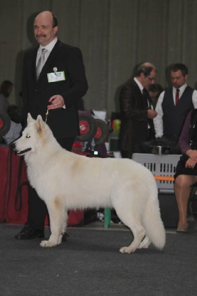 CH. Hatchi Du Moulin De Beuvry - 2ème EXC RCACL