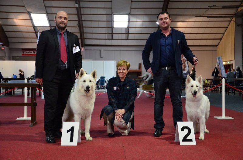 CH. Hatchi Du Moulin De Beuvry - 1er EXC CAC BOB
