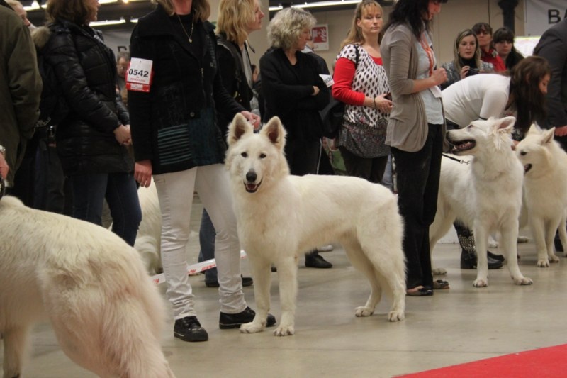 CH. Hatchi Du Moulin De Beuvry - 5ème excellent/8 Inscrits