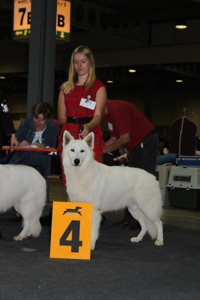 CH. Hatchi Du Moulin De Beuvry - 4ème Excellent Classe ouverte mâle