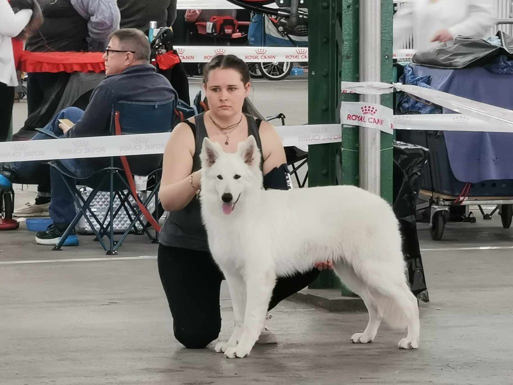 U're the only one jade Of Farah's Pearls - 1er Très prometteur Meilleur PUPPY