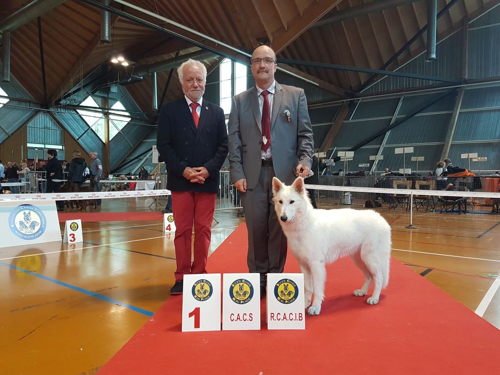 CH. Nice white nova Du Moulin De Beuvry - 1er Excellent CACS et RCACIB