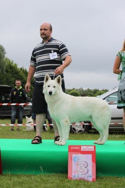 CH. Hatchi Du Moulin De Beuvry - 1er Excellent Meilleur Mâle et BOS