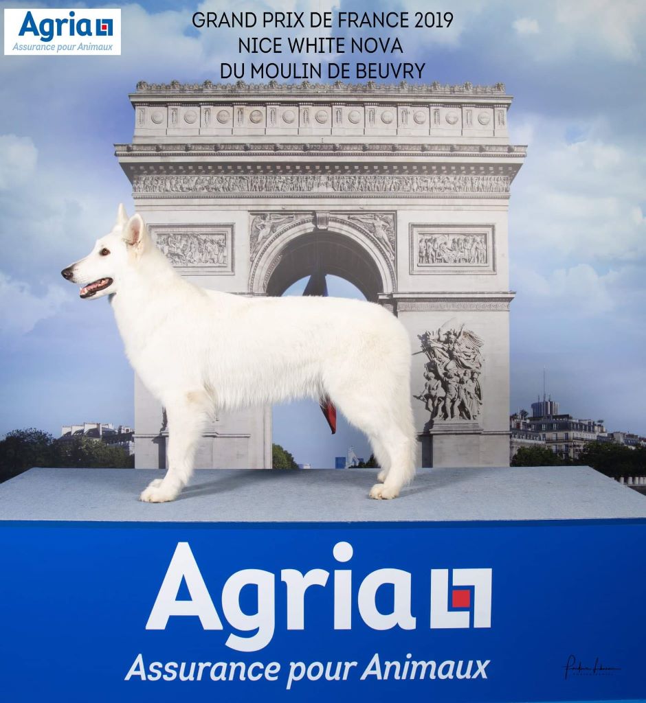 CH. Nice white nova Du Moulin De Beuvry - 4ème Excellent