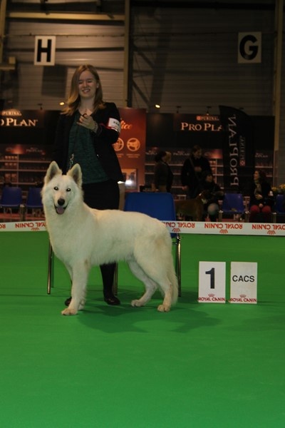 CH. Hatchi Du Moulin De Beuvry - 1er Excellent CACS