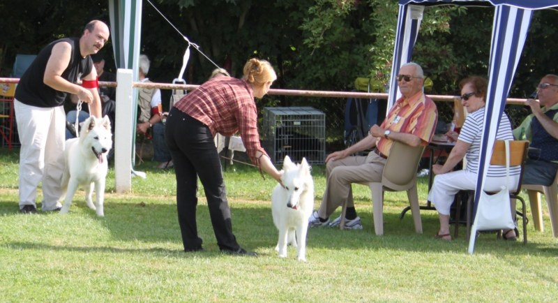 CH. Hatchi Du Moulin De Beuvry - Trés prometteur