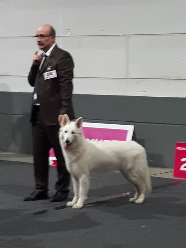 CH. Nice white nova Du Moulin De Beuvry - 3ème Excellent classe jeune