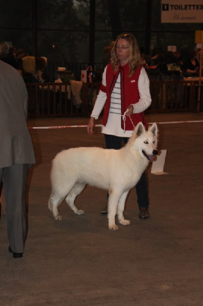 CH. Hatchi Du Moulin De Beuvry - Prometteur