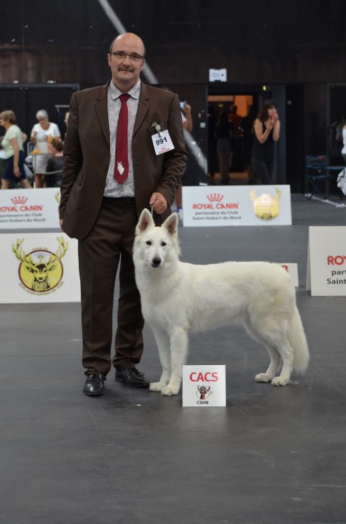 CH. Nice white nova Du Moulin De Beuvry - 1er Exc CACS RCACIB
