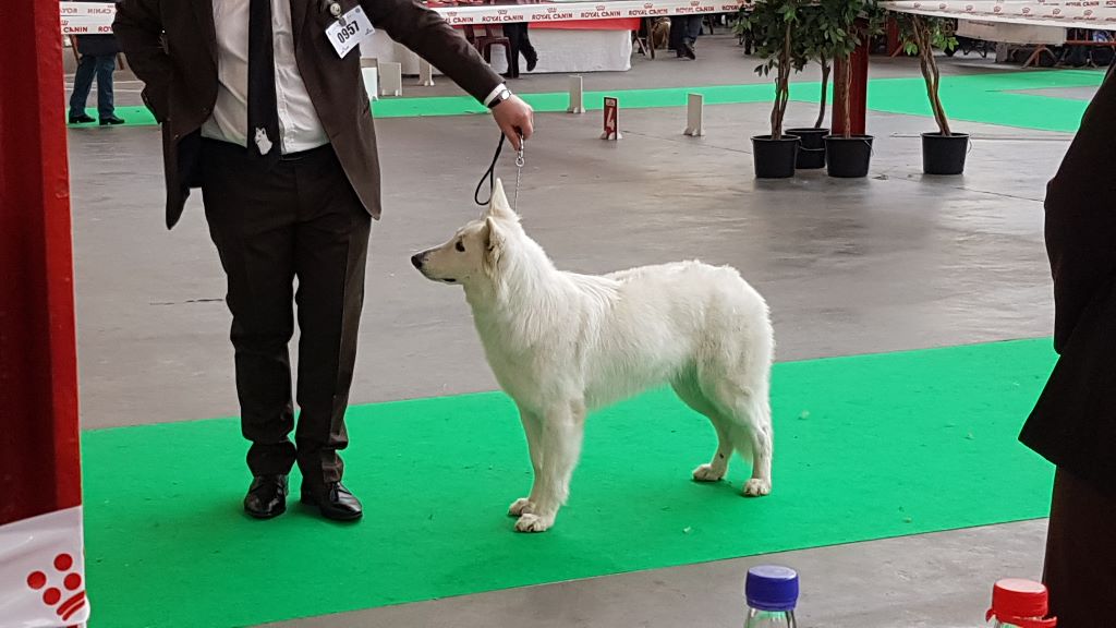 CH. Nice white nova Du Moulin De Beuvry - 2ème Exc RCAC RCACIB