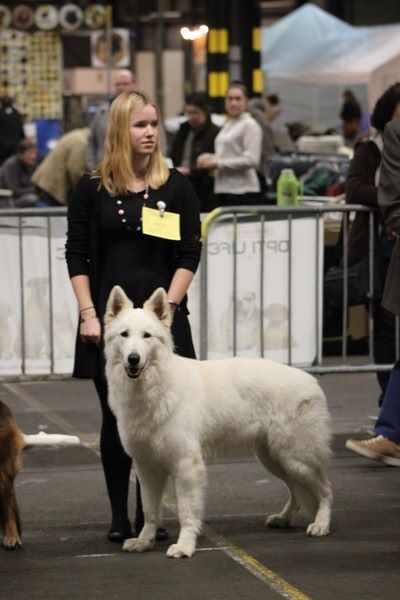 CH. Hatchi Du Moulin De Beuvry - CACS/CACIB BOB
