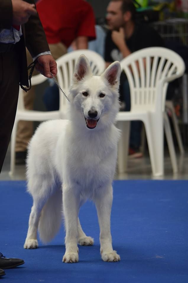 CH. Nice white nova Du Moulin De Beuvry - 4ème EXC