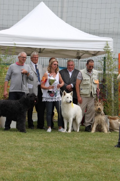 CH. Hatchi Du Moulin De Beuvry - CACS + BOB + Meilleur du 1er groupe