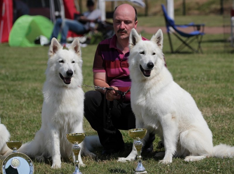 CH. Hatchi Du Moulin De Beuvry - Réserve CACS