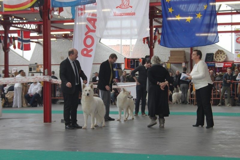 CH. Hatchi Du Moulin De Beuvry - Classe ouverte mâle 1er Excellent RCAC/RCACIB