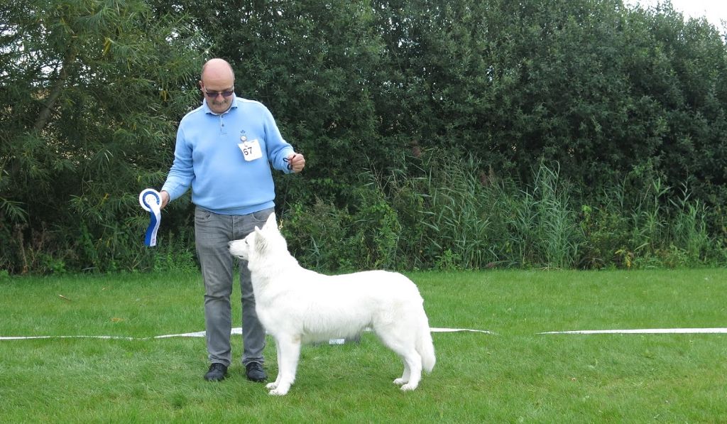 CH. Nice white nova Du Moulin De Beuvry - 2ème Exc en classe champion
