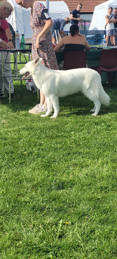 Topaz the precious stone Du Moulin De Beuvry - 1er Exc Meilleur Jeune femelle CAC Jeune