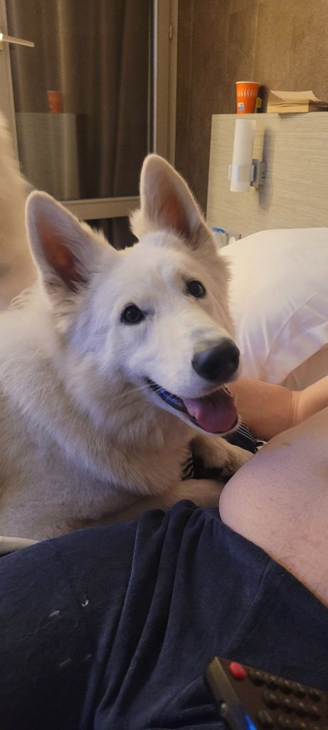 Topaz the precious stone Du Moulin De Beuvry - 1er exc CACS BOS