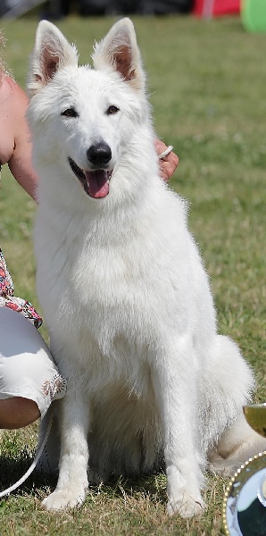 HaÑa Du Moulin De Beuvry - CACS + 1er exc + confirmée