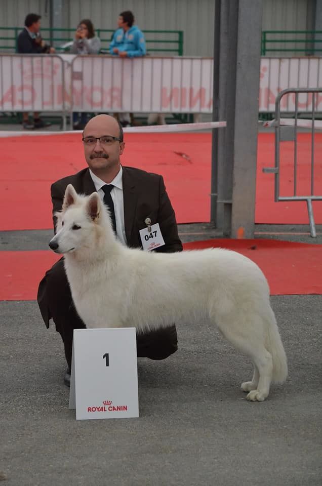 CH. Nice white nova Du Moulin De Beuvry - 1er Très Prometteur Meilleur puppy femelle