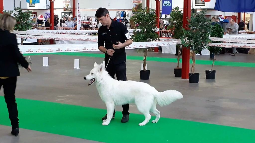 Obi wan kenobi Du Moulin De Beuvry - 1er TB