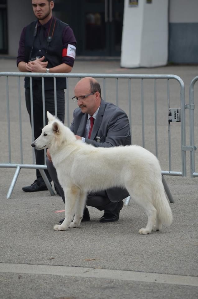 CH. Nice white nova Du Moulin De Beuvry - Très Prometteur