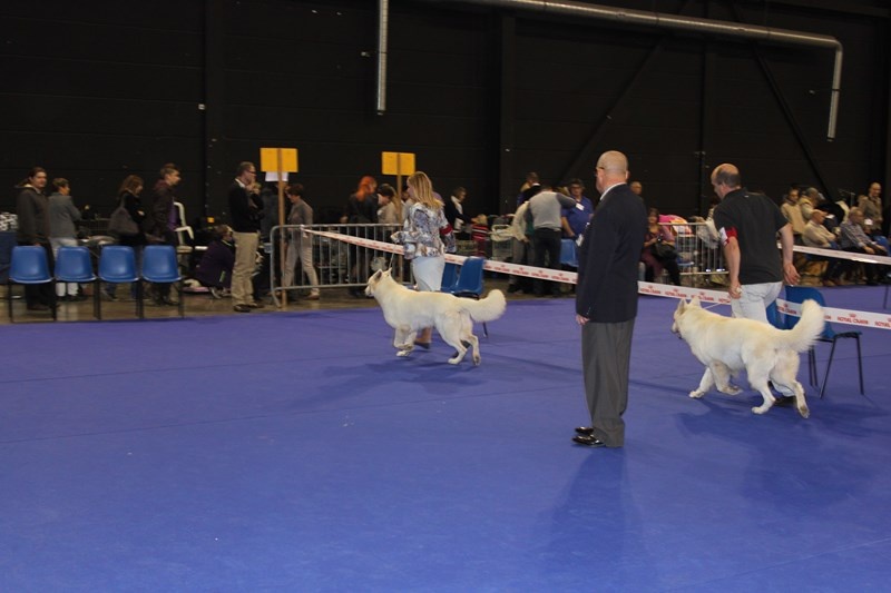 CH. Hatchi Du Moulin De Beuvry - 1er Excellent, RCACS + RCACIB