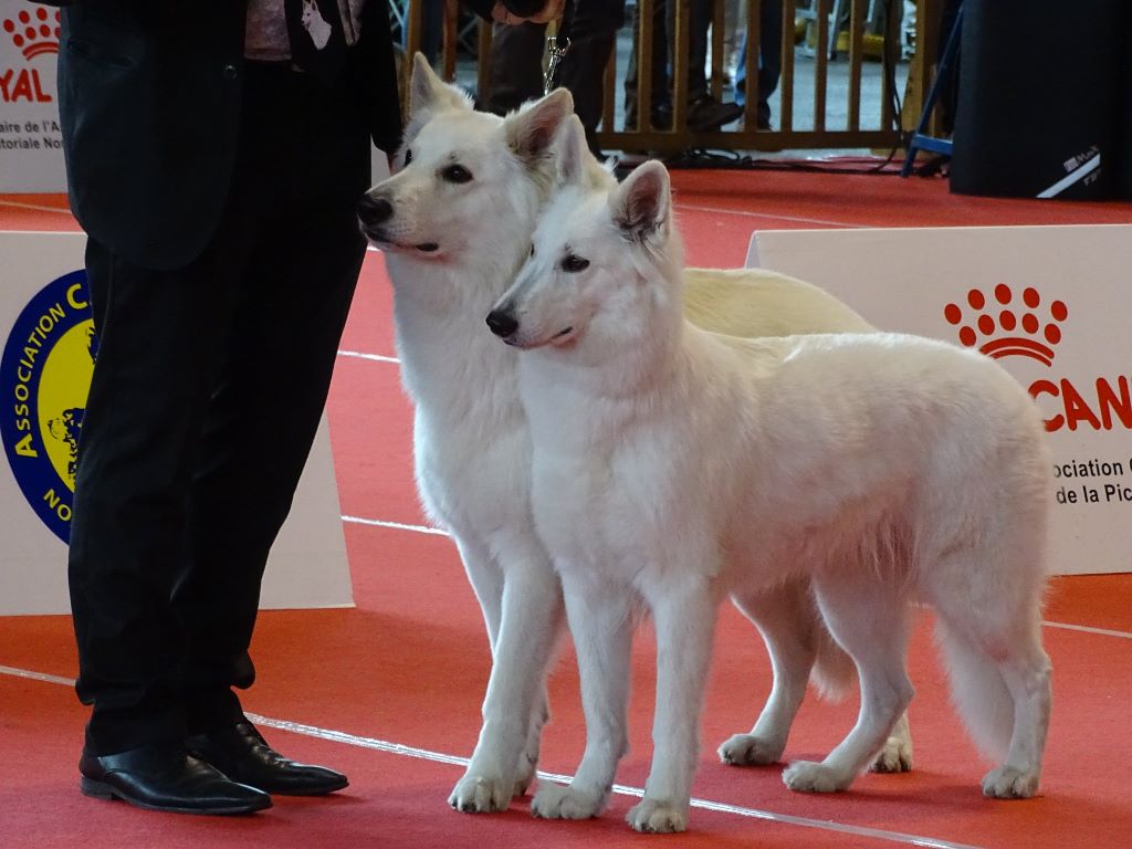 CH. Nice white nova Du Moulin De Beuvry - 1er Exc RCACS