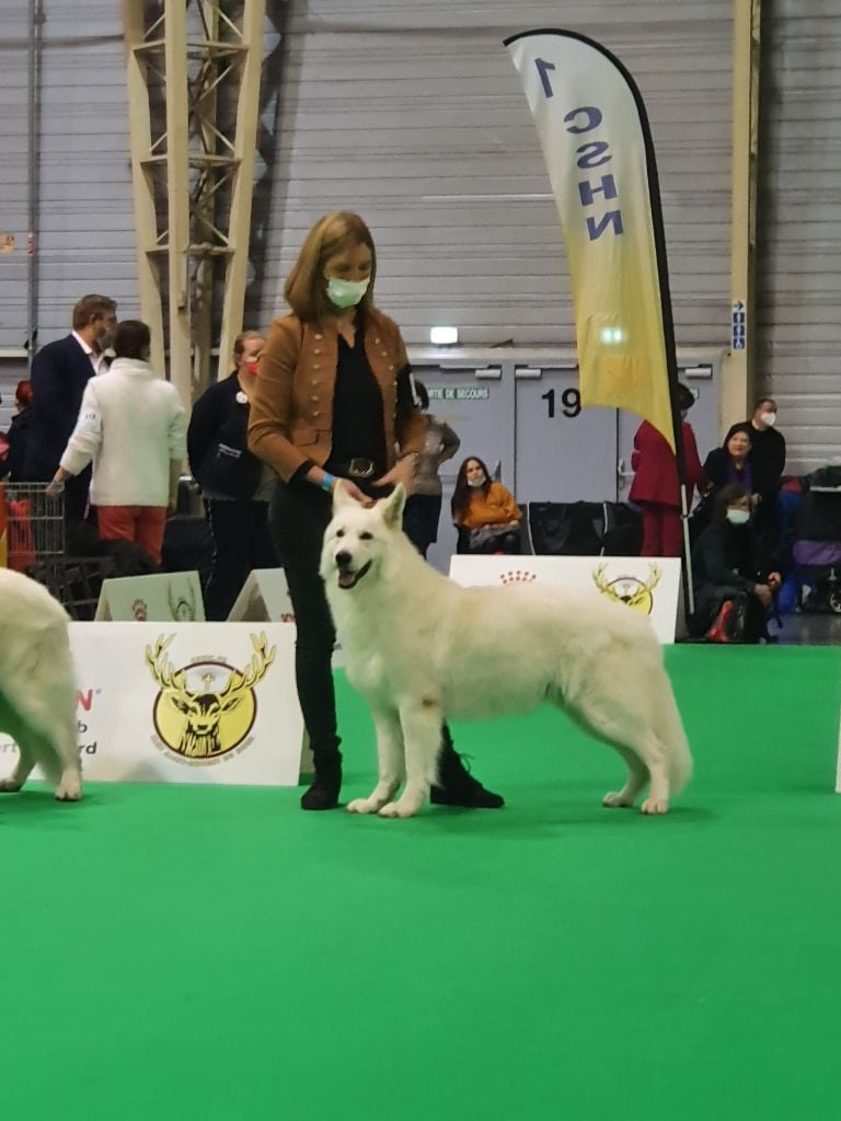 Obi wan kenobi Du Moulin De Beuvry - TB