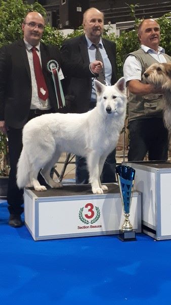 CH. Nice white nova Du Moulin De Beuvry - 1er Exc CACS BOB et 3ème BOG1