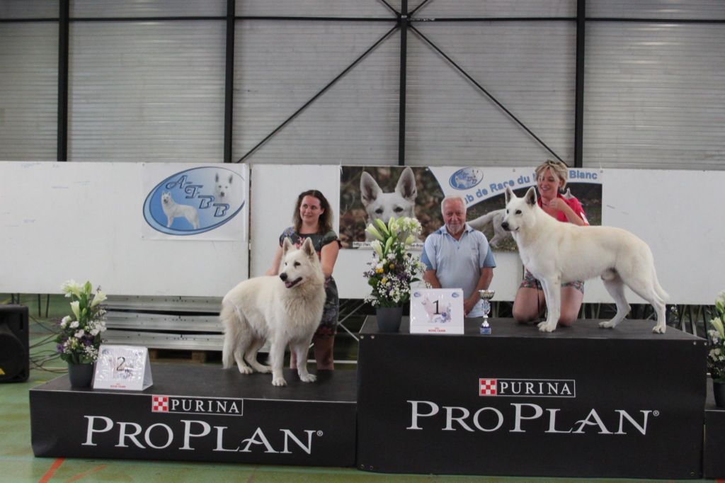 CH. Hatchi Du Moulin De Beuvry - 2ème Exc en classe vétéran