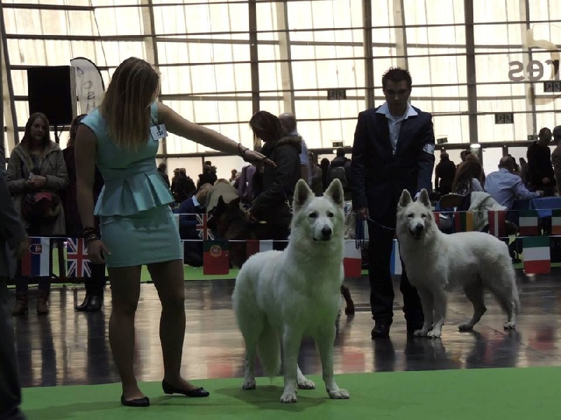 CH. Hatchi Du Moulin De Beuvry - 1er Excellent