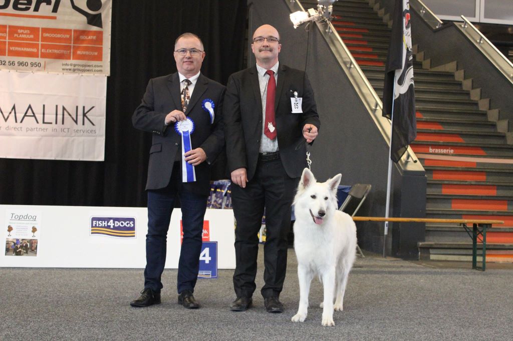 CH. Nice white nova Du Moulin De Beuvry - 1er Exc CAC CACIB