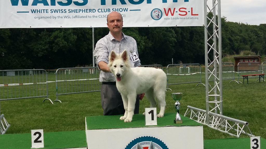 CH. Nice white nova Du Moulin De Beuvry - 1er Très Prometteur Meilleur Baby