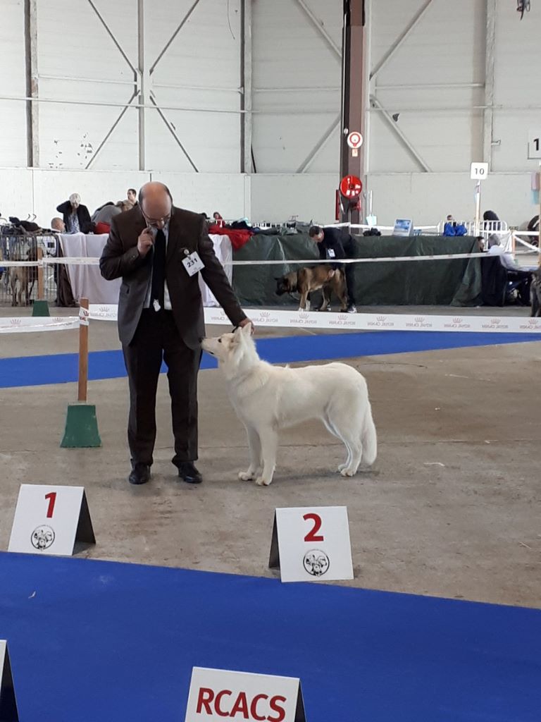 CH. Nice white nova Du Moulin De Beuvry - 2ème Excellent classe Jeune