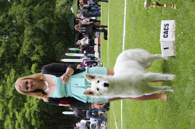 HaÑa Du Moulin De Beuvry - 1er EXCELLENT CACS classe Ouverte