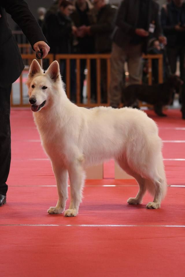 CH. Nice white nova Du Moulin De Beuvry - 1er EXC CACS