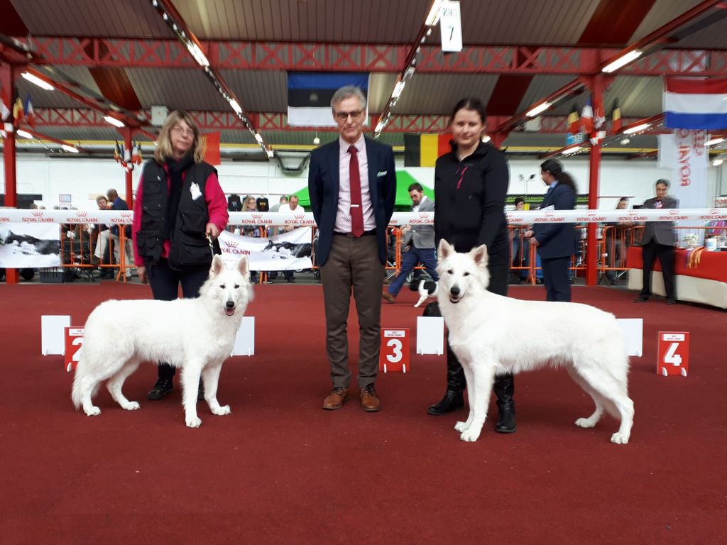 CH. Nice white nova Du Moulin De Beuvry - 1er Exc Meilleur Jeune