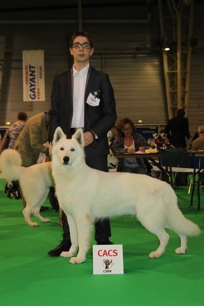 CH. Hatchi Du Moulin De Beuvry - 1er Excellent, CACS, BOS