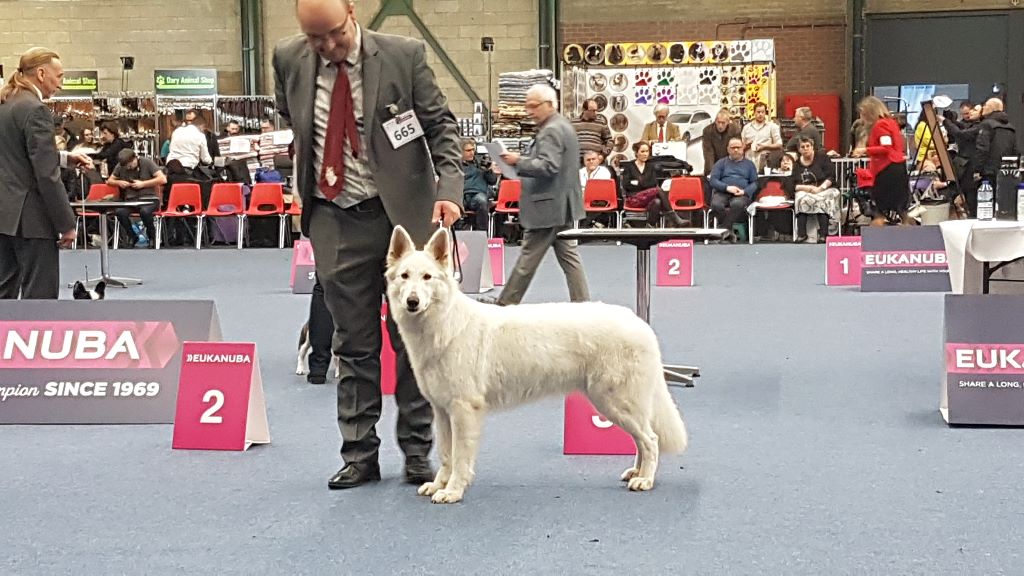 CH. Nice white nova Du Moulin De Beuvry - 1er Exc RCAC RCACIB