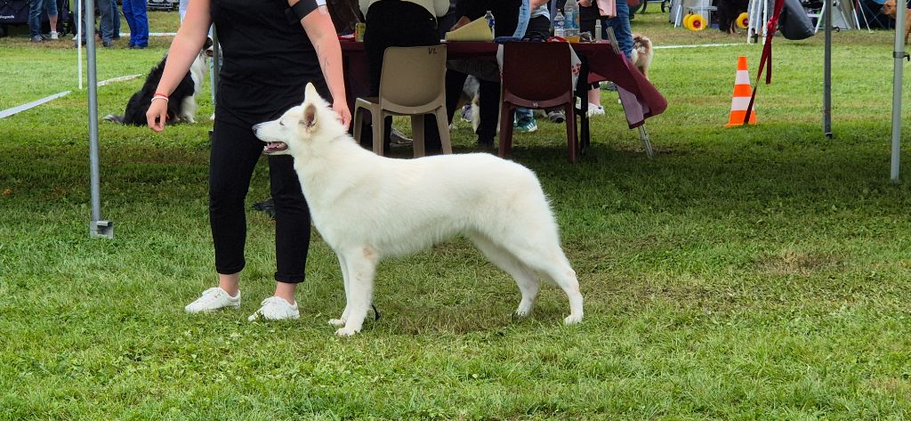 U're the only one jade Of Farah's Pearls - 1er Exc CACS jEUNE Meilleur Jeune